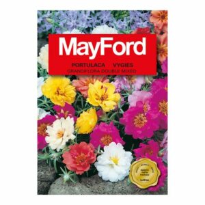 Mayford Grandiflora - Double Mixed