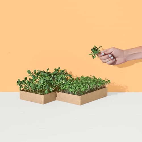 Good Roots Microgreens Grow Kit - Rocket & Sunflower | OR2101
